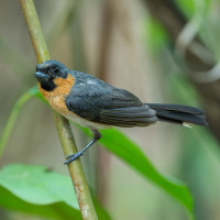 Spectacled Monarch